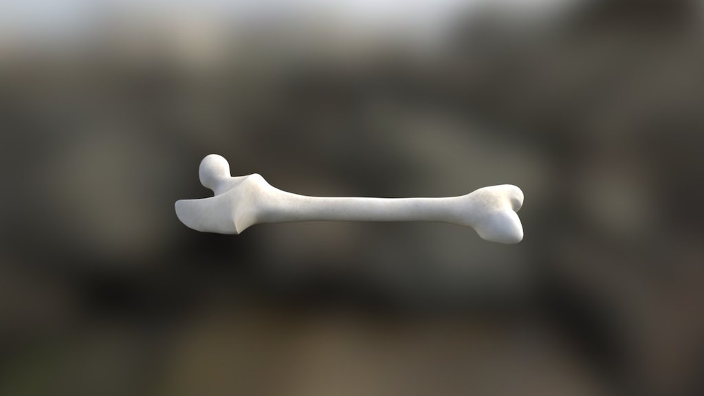 Human Femur - 3D model by McDrake [c5559c5] - Sketchfab