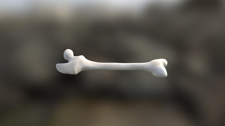 Human Femur 3D Model
