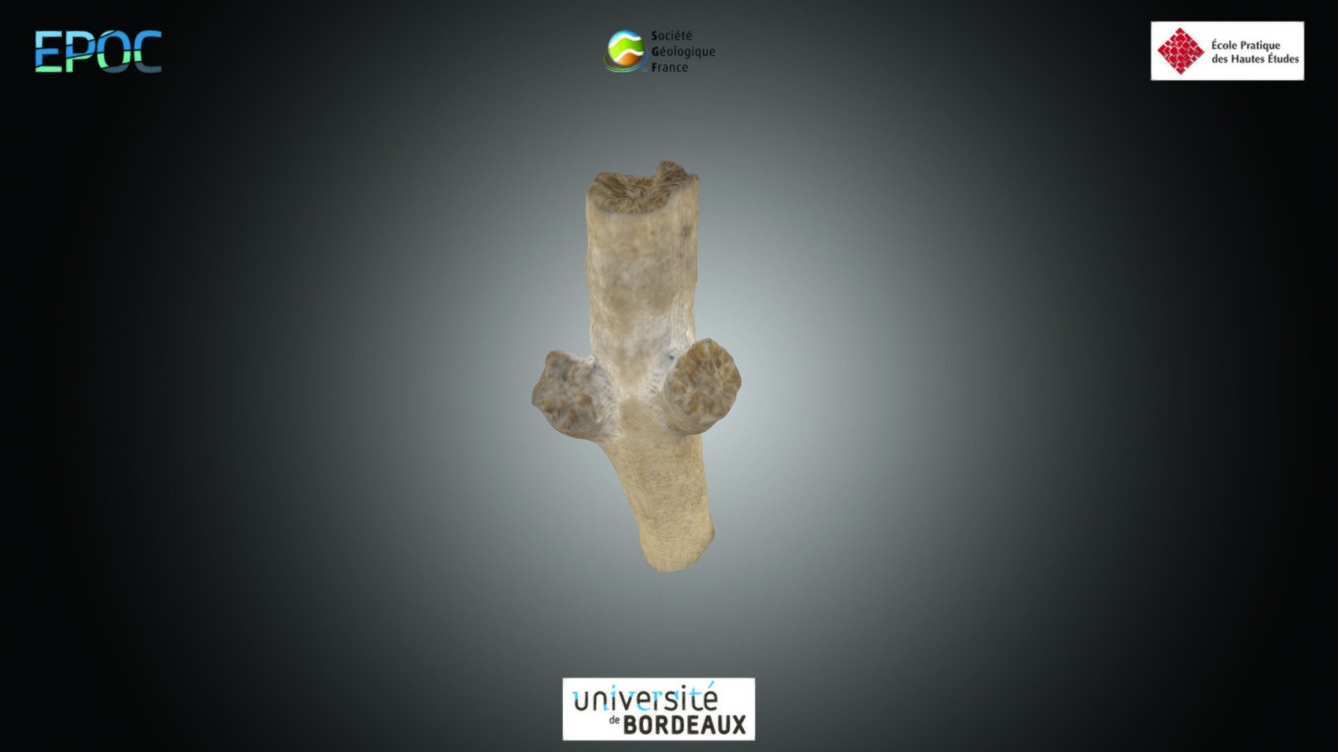 Cnidaire - Cladocora sp.