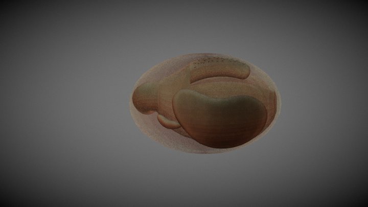 Botryllus3D 3D Model
