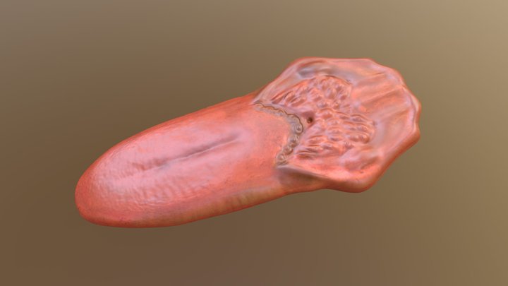 Tongue Model A 3D Model