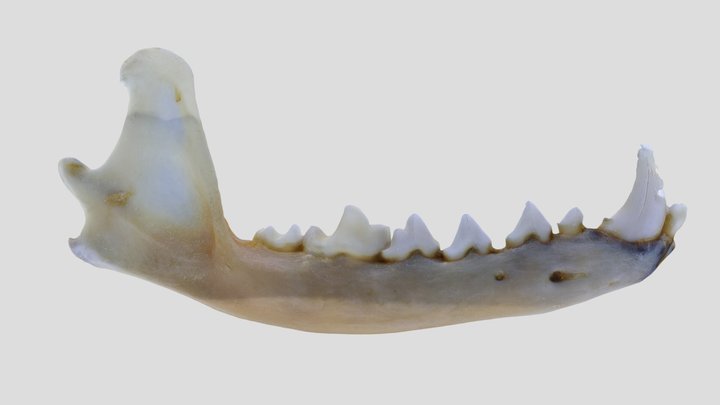 UWYMV:Mamm:1451,Bassariscus astutus, R. Mandible – Kostenloses 3D-Modell STL
