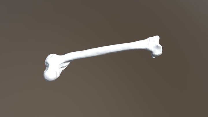 Neanderthal Femur 3D Model