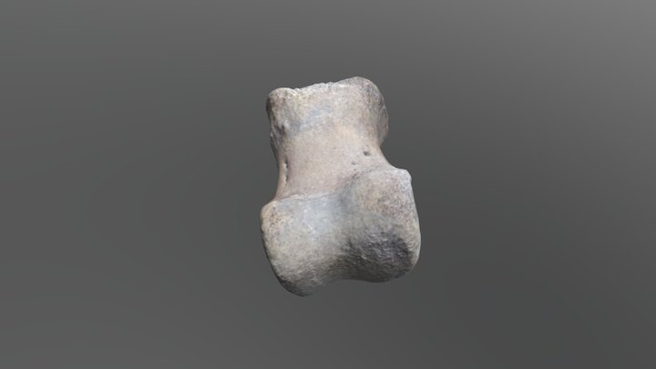 Thescelosaur Phalanx 3D Model