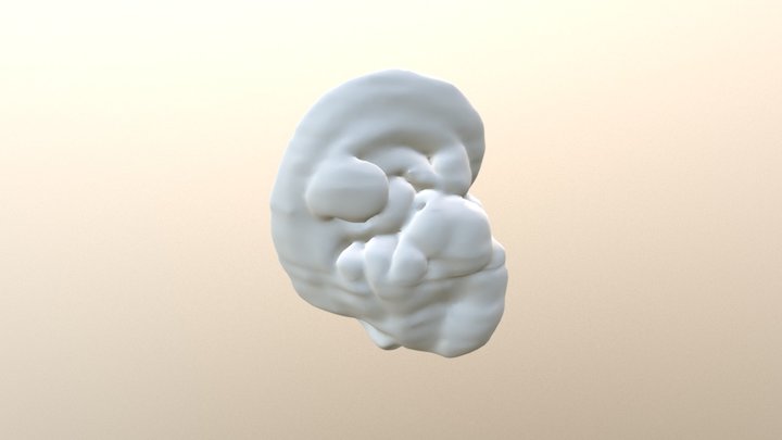 3D mouse embryo model 3D Model