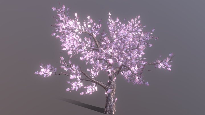 sakura 3D Model