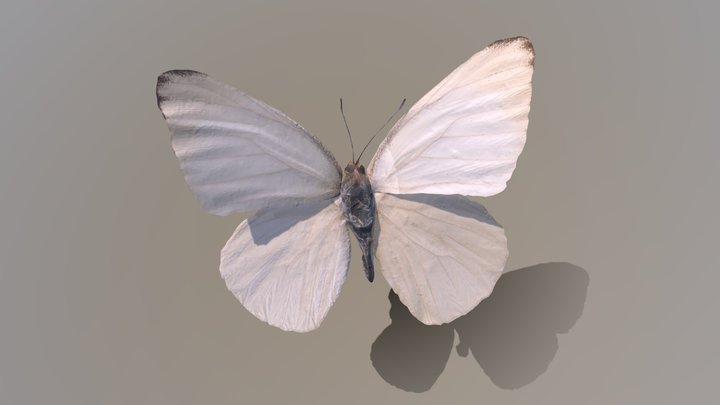 The Lesser Albatross(Appias paulina) ナミエシロチョウ 3D Model