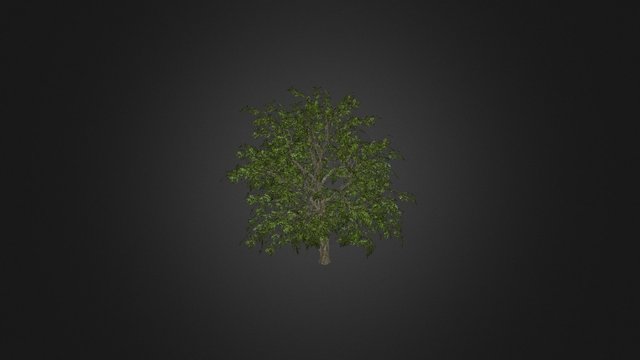 tree01 3D Model