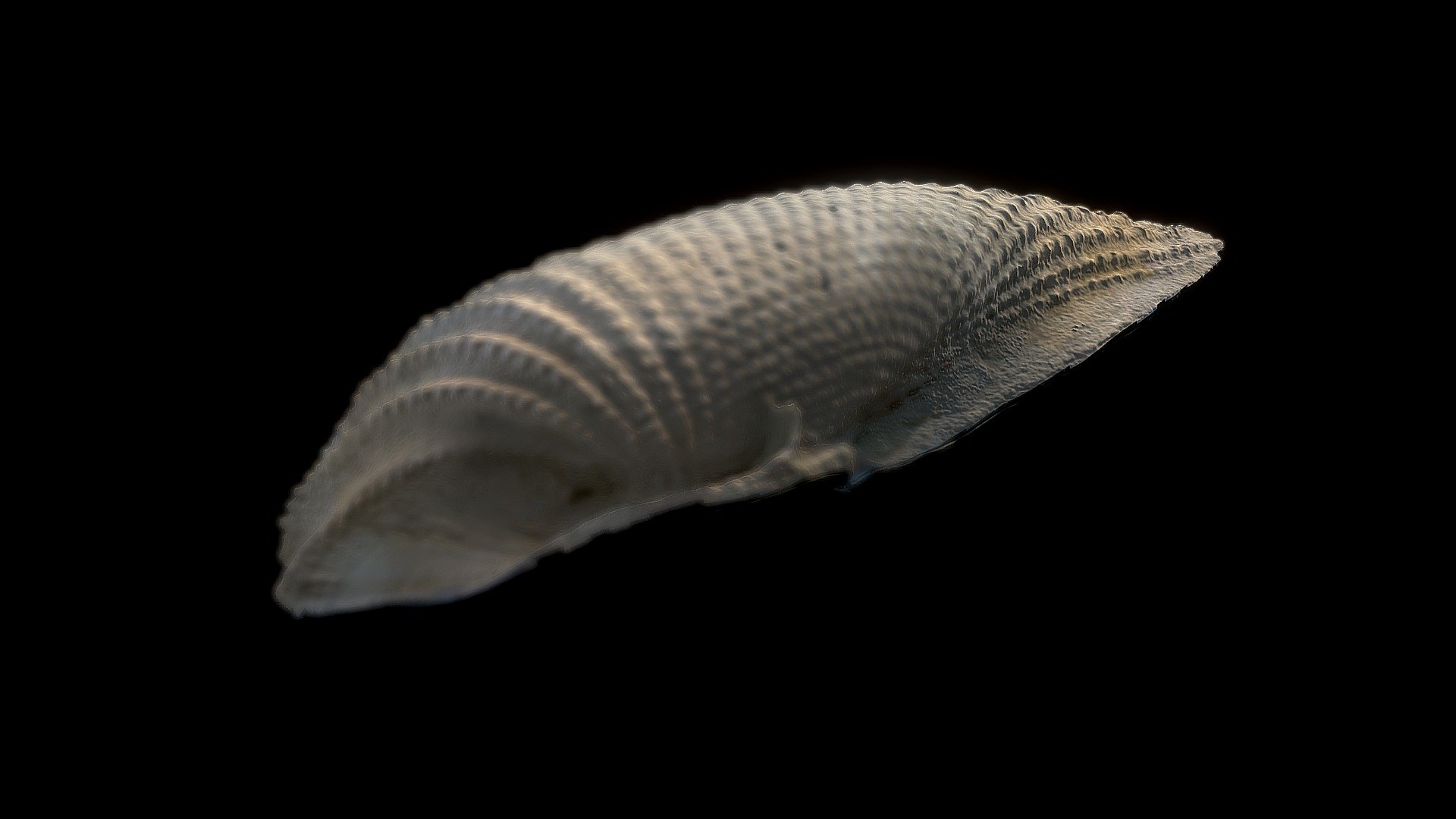 Angel Wing - (delighted, zbrush contrast ver)