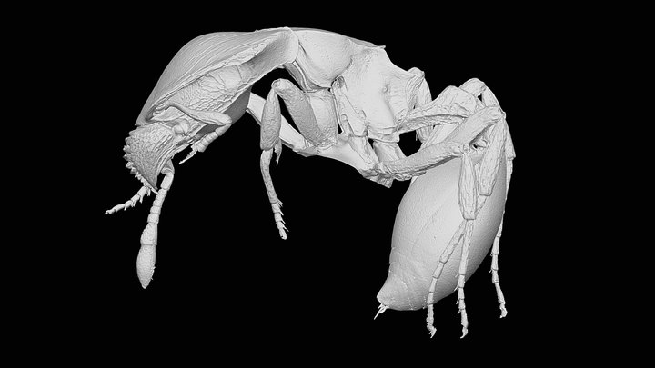 Ishakidris ascitaspis Bolton, 1984 3D Model