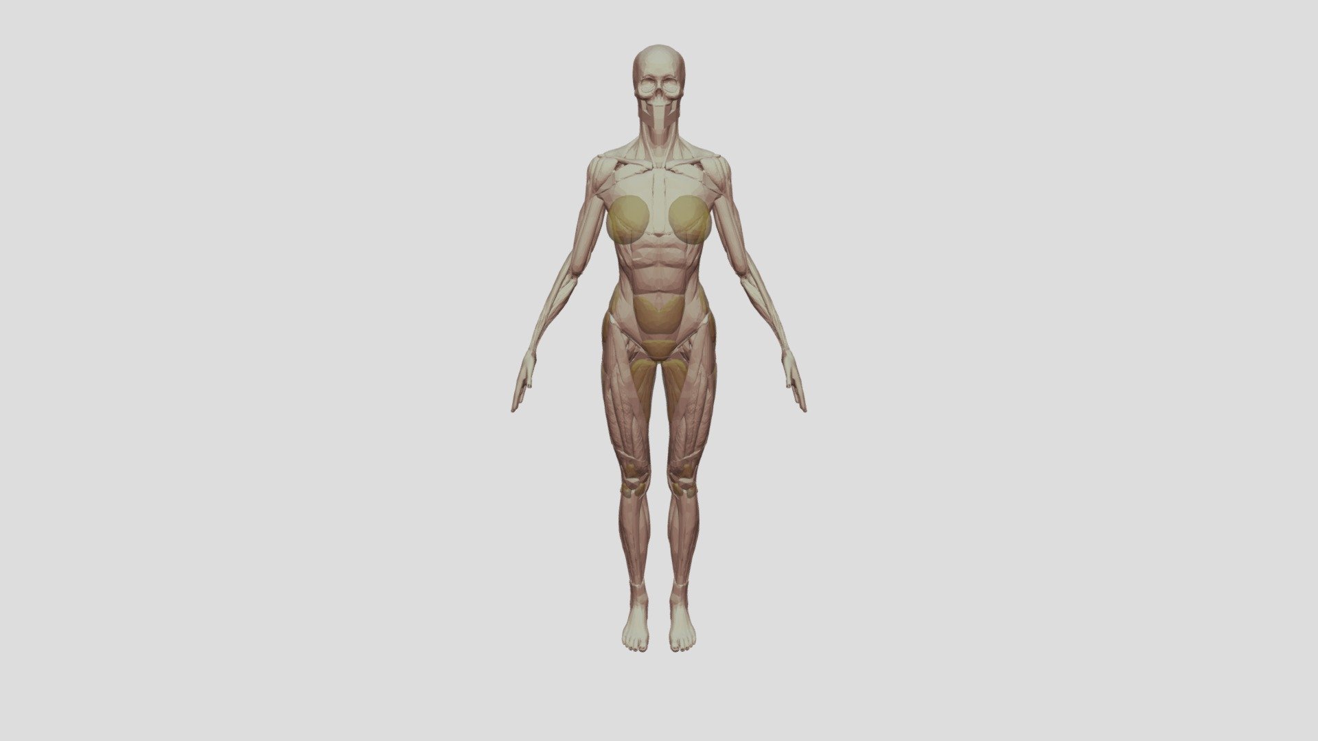 Anatomy Female 3d Model By Bkamb C574de0 Sketchfab