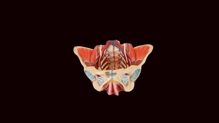 female pelvic floor-2 3D Model