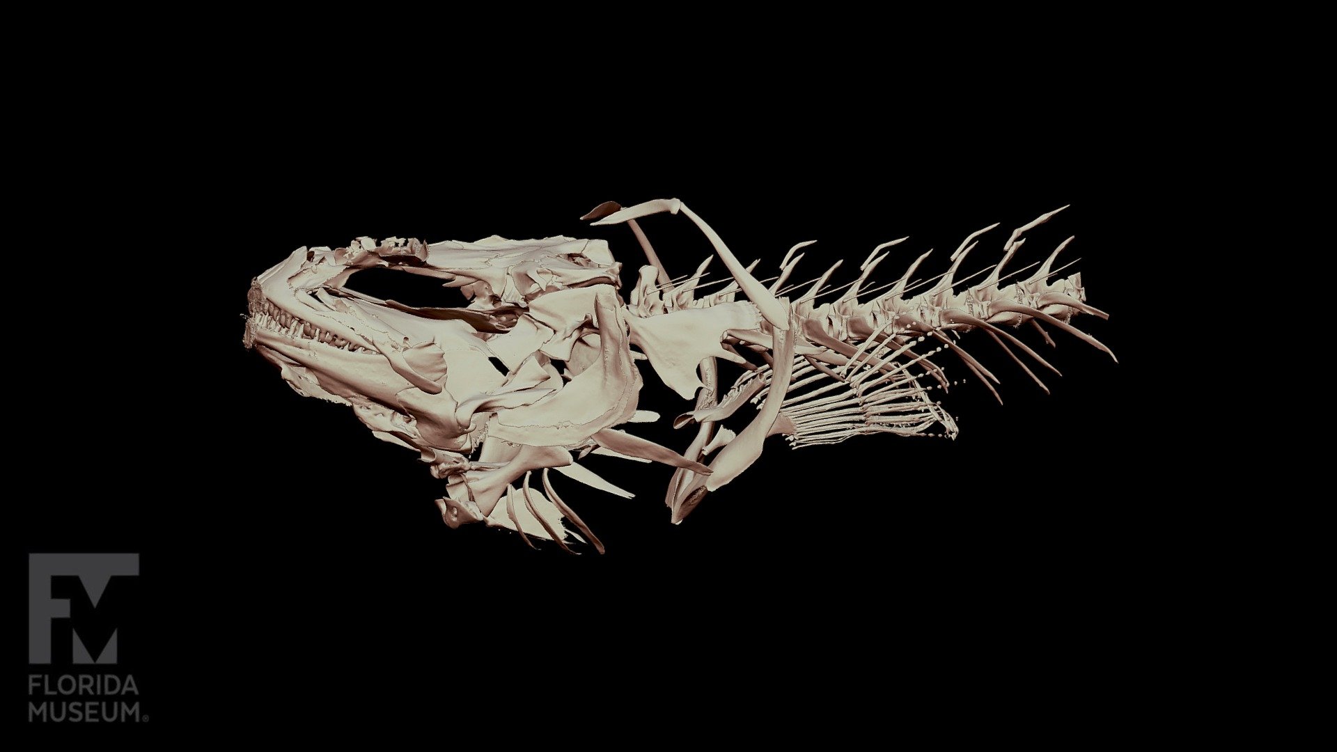 Fish-skeleton 3D models - Sketchfab