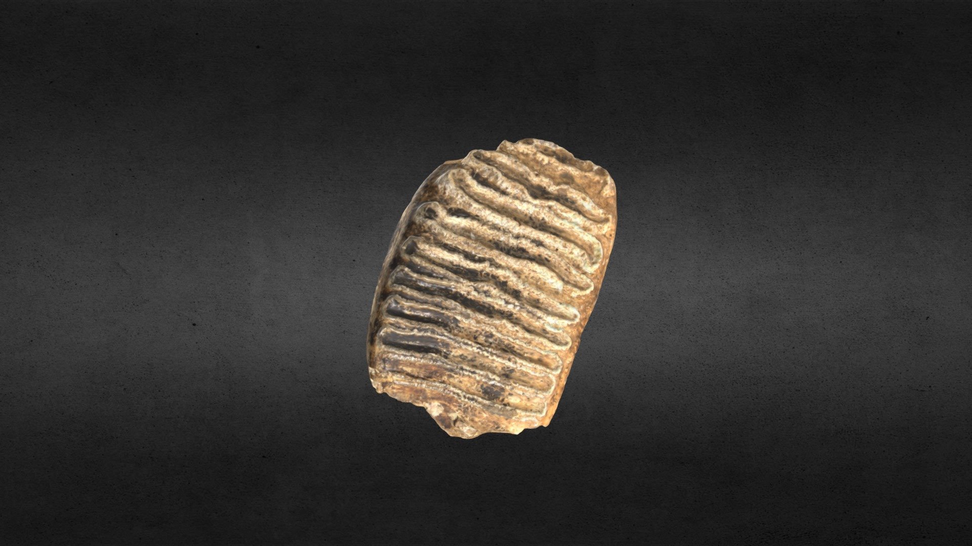 Mammuthus columbi (Mammoth) Tooth MSL 157