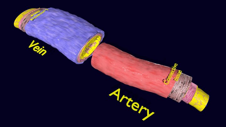 Blood vessels artery vein histology labelled 3D Model