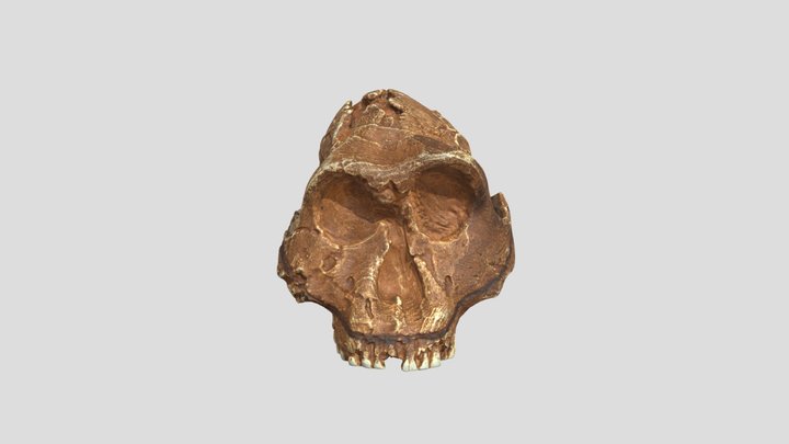 DNH 7 Paranthropus robustus female 3D Model