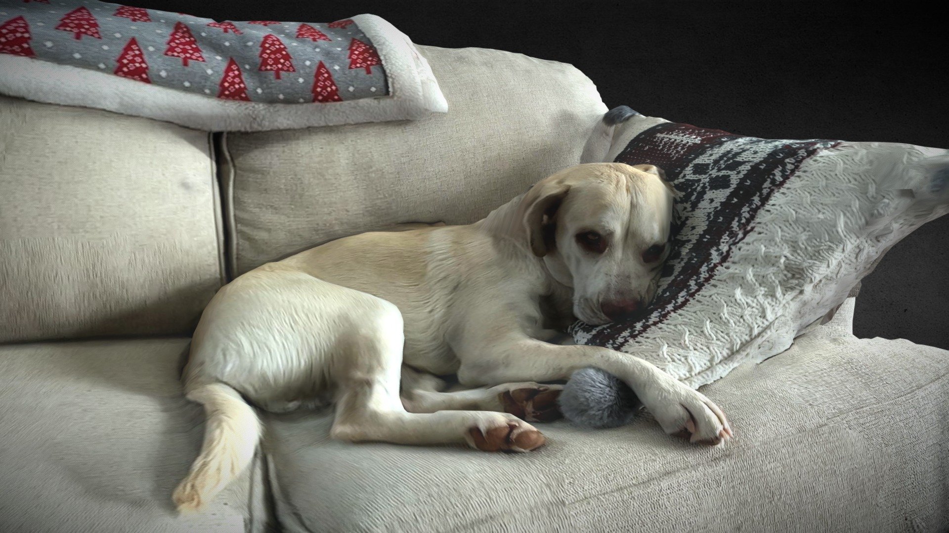 Puppy asleep on couch
