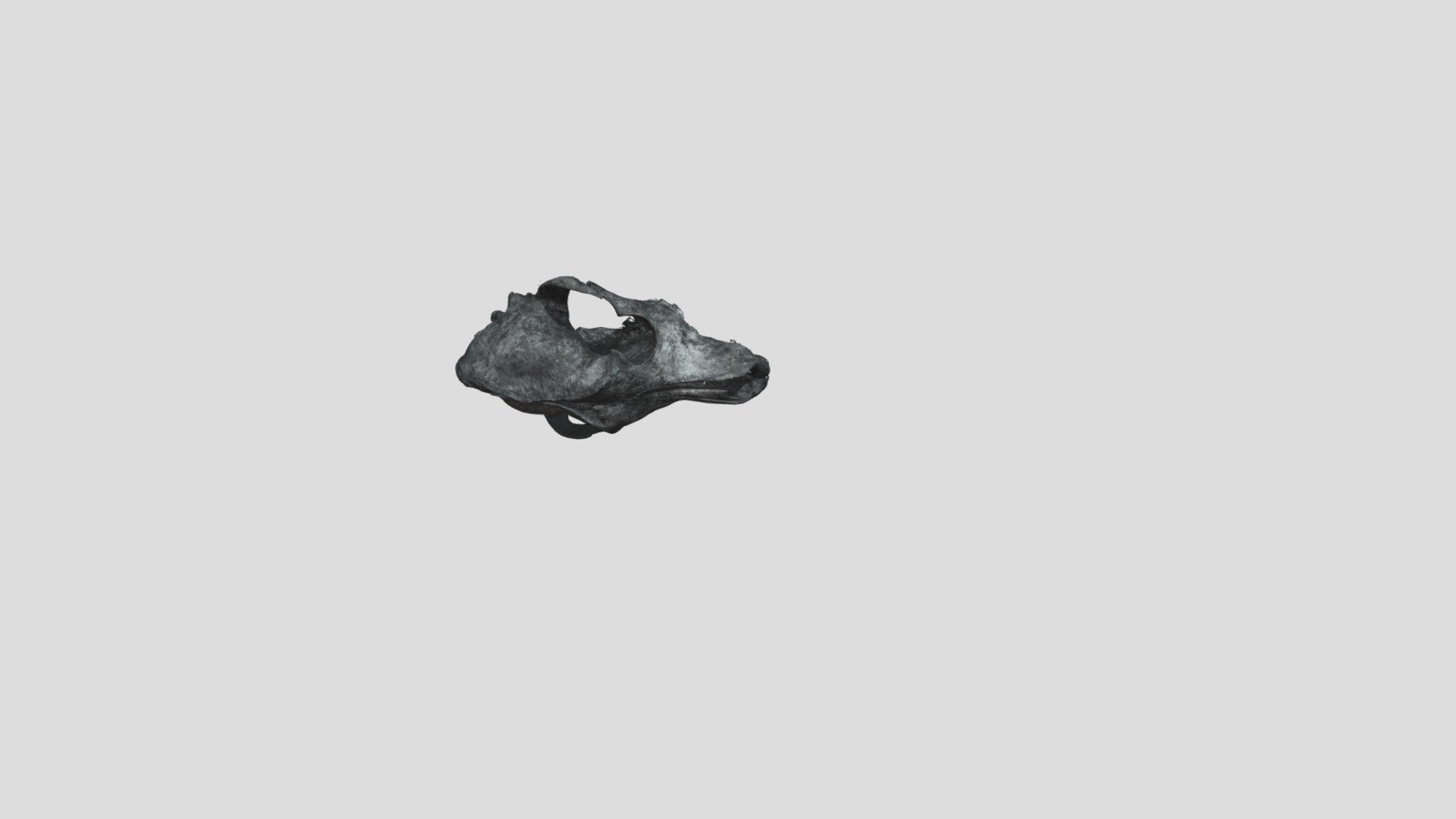 DogCranium_copy