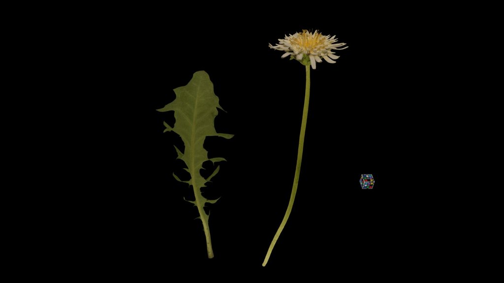 CC0 シロバナタンポポ White-flowering Japanese Dandelion