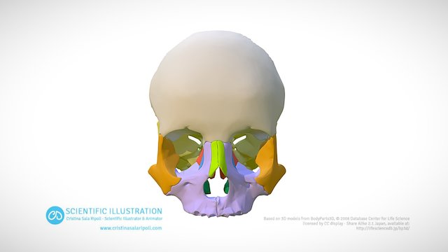 Bones of the orbit 3D Model