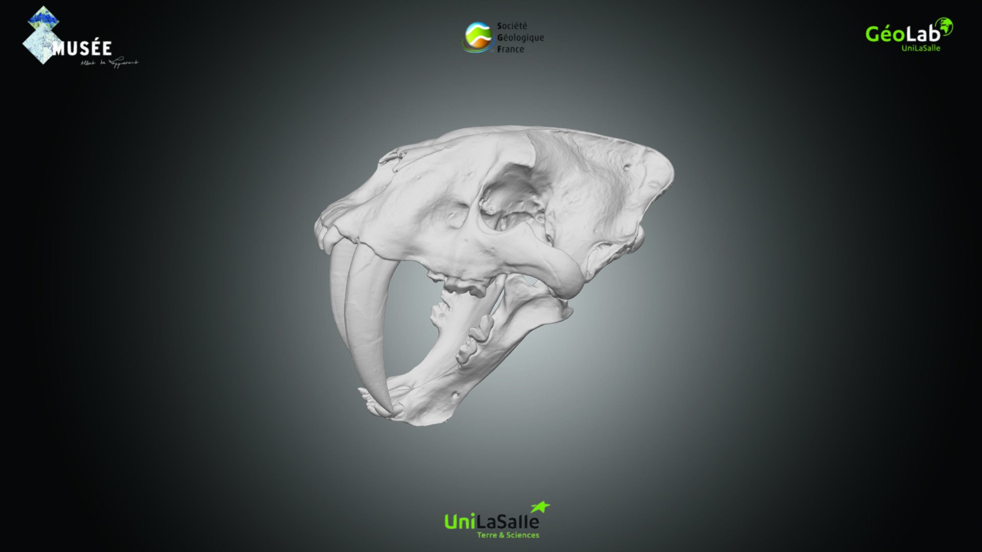 Mammifère - Smilodon sp.