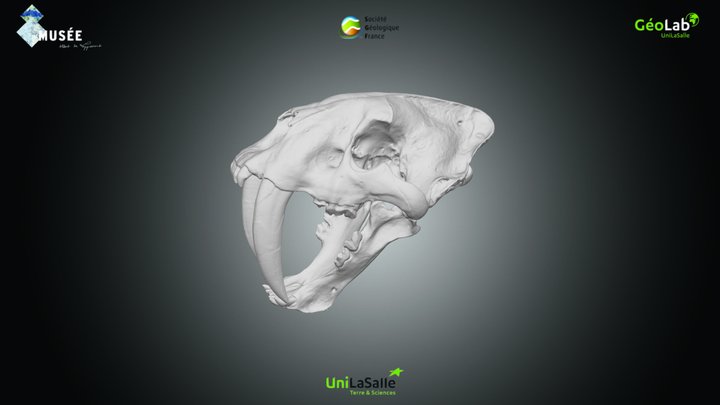 Mammifère - Smilodon sp. 3D Model