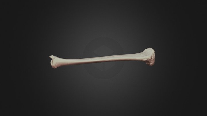 Tibia 3D Model