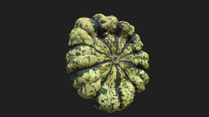 Cucurbita  pepo    Patisson verruqueux panaché 3D Model