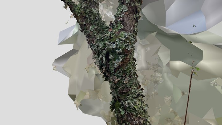 Trunk Lichen A 3D Model