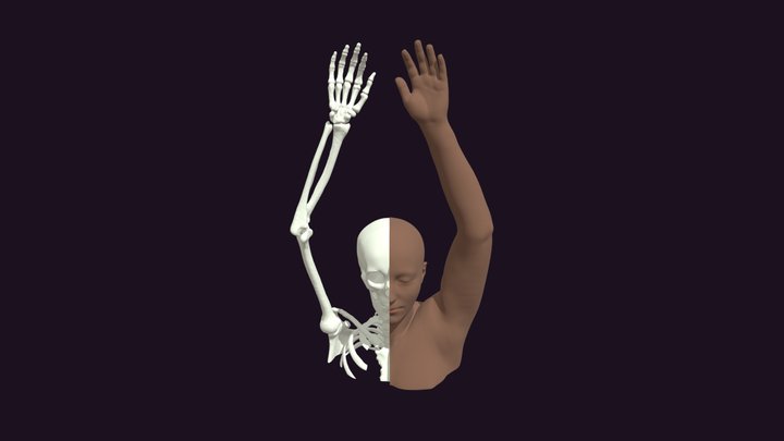 Joints of the Upper Body (CT Reconstruction) 3D Model