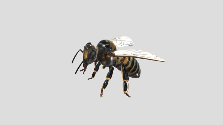 Honeybee 🐝 3D Model Free – Modello 3D gratuito STL