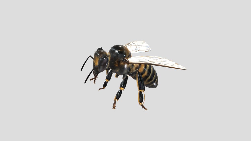 Honeybee 🐝 3D Model Free