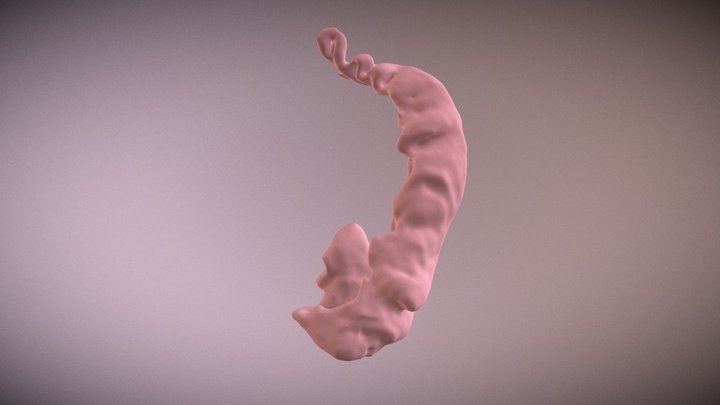 Human Hippocampus - Manual Segmentation 3D Model