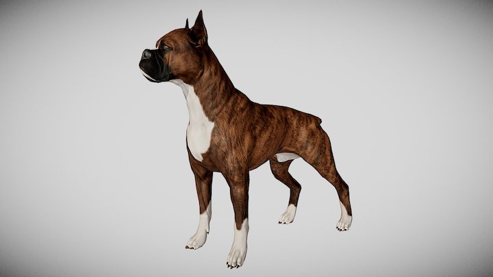 Boxer Dog 3D Model