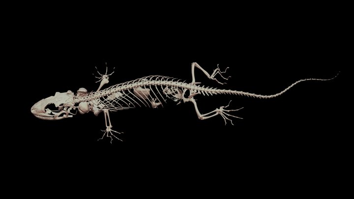 ニホンヤモリ 🦎 CT scan 🦴, Gekko japonicus
