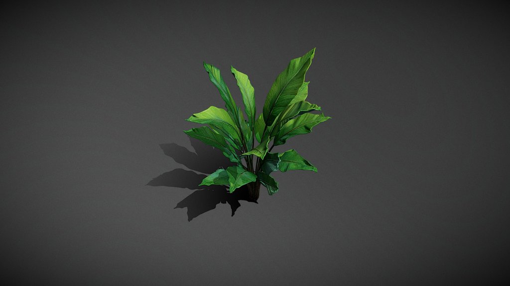 Exotic Tropical Broadleaf Plant_Ti1