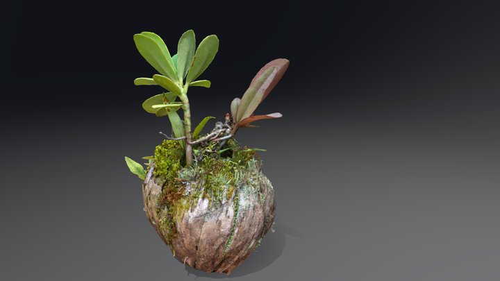 Xaxim de Plantas 3D Model