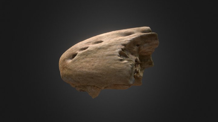 Halisaurus Nose 3D Model