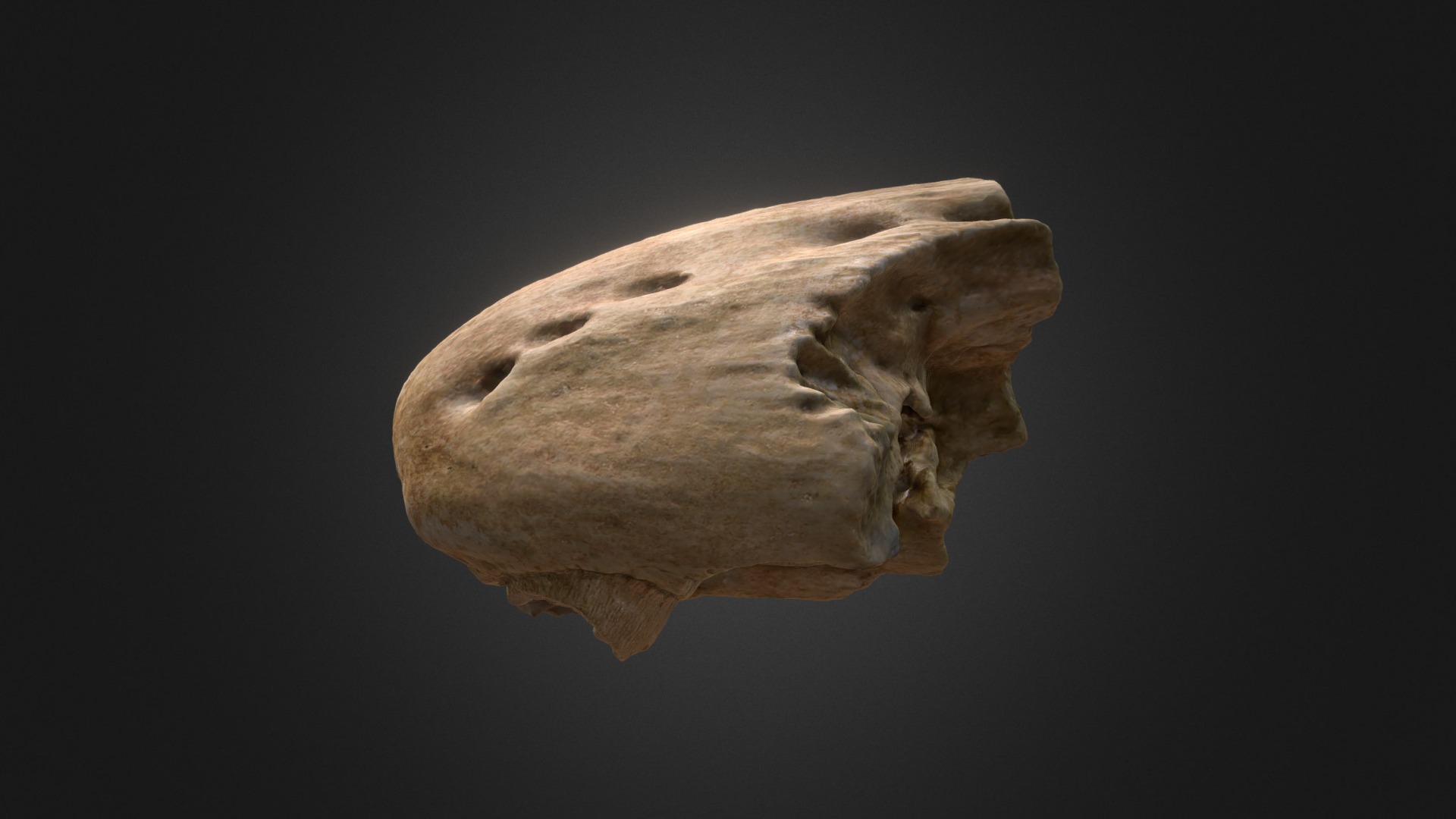 3D model Halisaurus Nose - This is a 3D model of the Halisaurus Nose. The 3D model is about a skull of an animal.