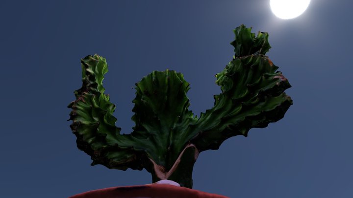 CACTUS 3D Model