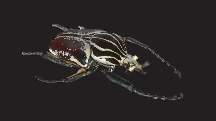 Goliath beetle 3D Model