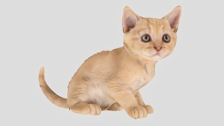 Cute Kitten – Modèle 3D gratuit STL