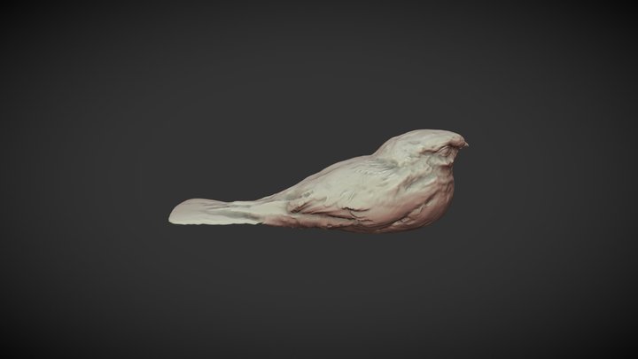 Nightjar 3D Model