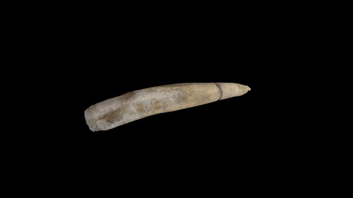 Experimental Archaeology: Worked tooth (002) 3D Model