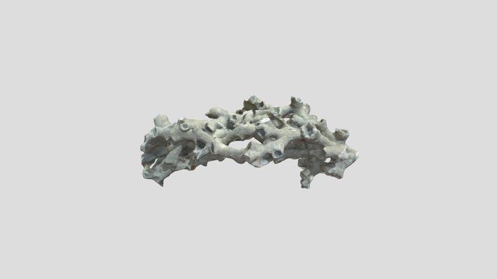 Cold-water coral (Lophelia pertusa) 3D Model