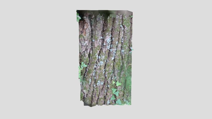 Tiling petiolaris (Lime tree) lichen – Modello 3D gratuito STL