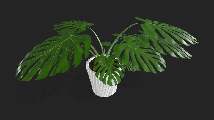 Monstera Plant 3D Model