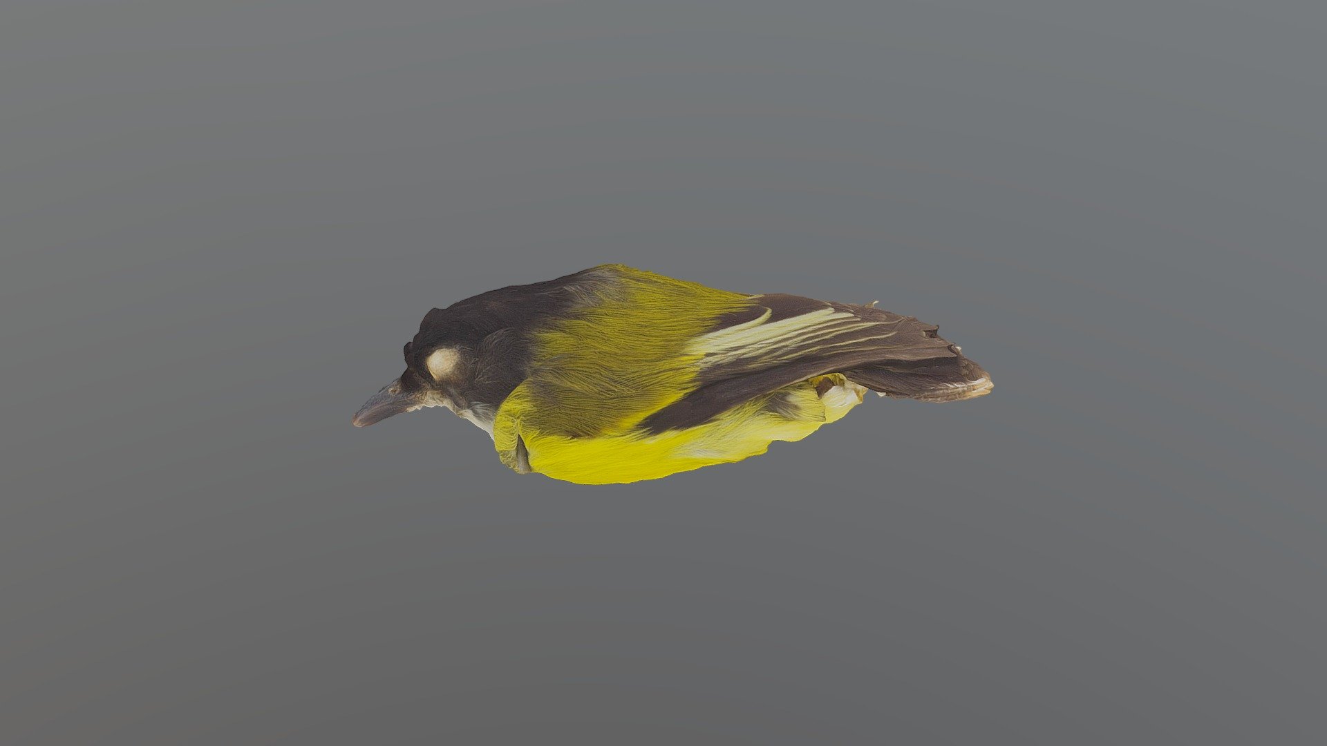 Golden-winged Tody-Flycatcher - Poecilotriccus..