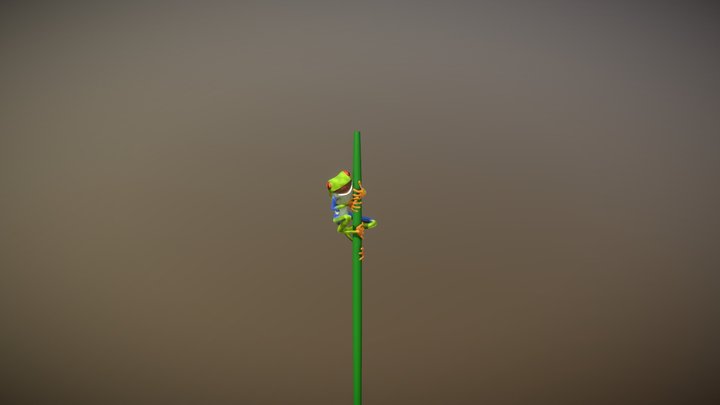 Red eyed tree frog 3D Model