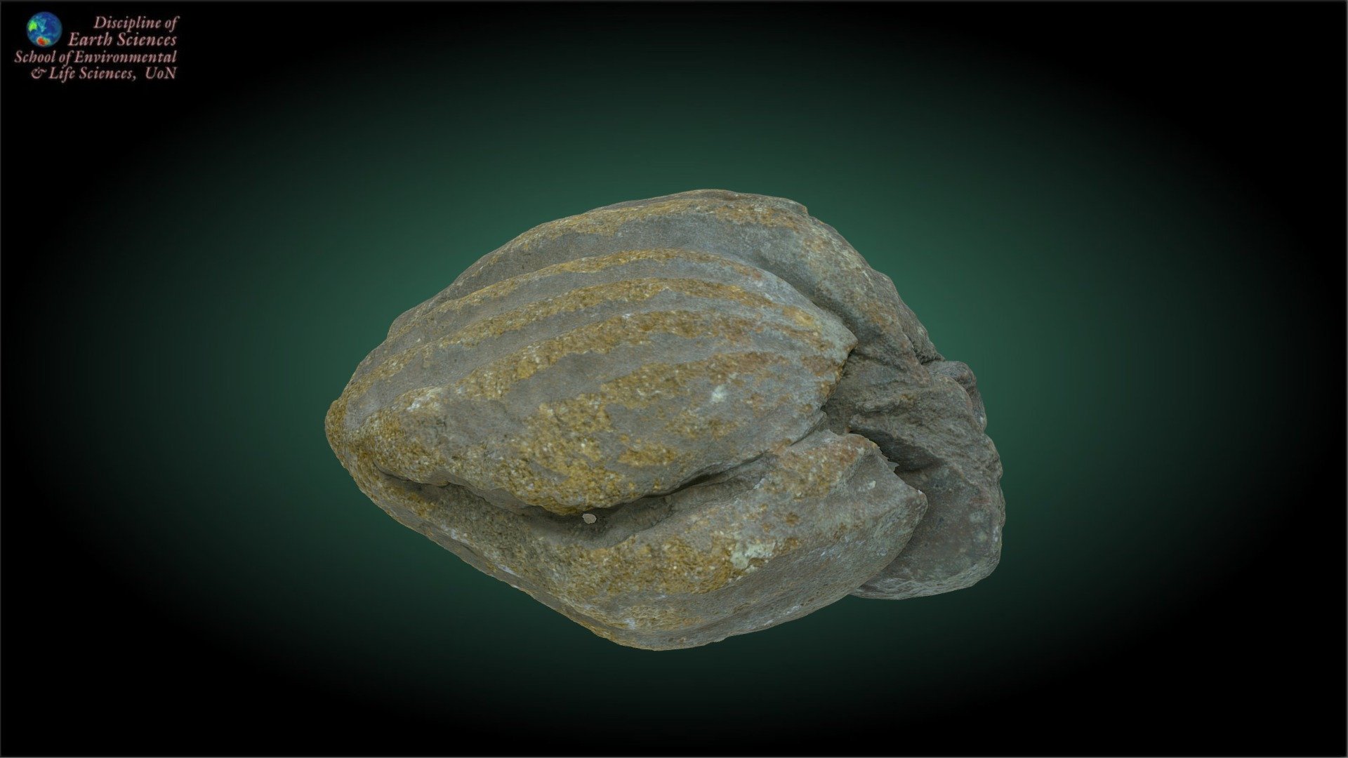 Brachiopod internal mould